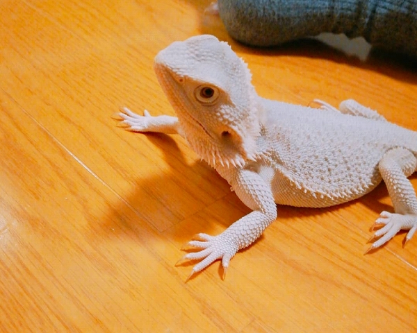 家 ある に 餌 もの トカゲ トカゲ駆除のため有効なたった1つの方法とは?